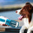 3-in-1 Portable Pet Water Bottle with Food & Waste Bag Compartment - Smokey Finds