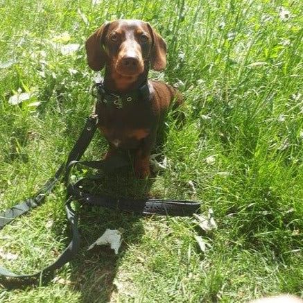 Leash