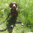 Eco Friendly Recycled Inner Tube Vegan Dog Lead